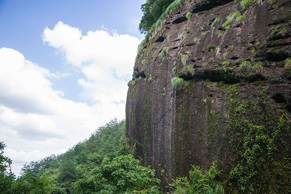香江茶園-鐘(zhōng)鼓岩