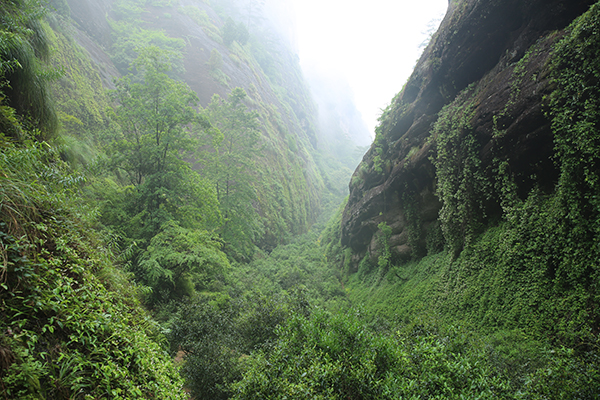 香江茶園-內(nèi)鬼洞