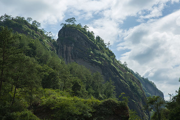 香江茶園-曼陀峰